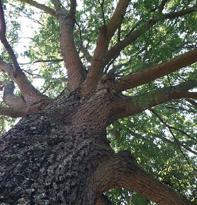 Southern Oak