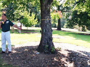 Tree ultrasound