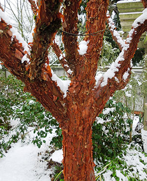 Acer griseum