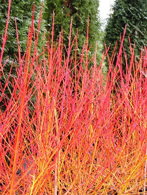 Cornus sanguinea - Midwinter Fire