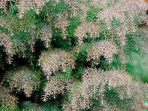 Cryptomeria japonica - Elegans