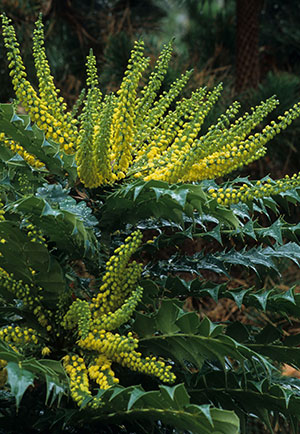 Mahonia x media - Winter Sun