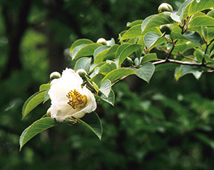 Summer flowers, flower buds, and foliage of Japanese Stewartia