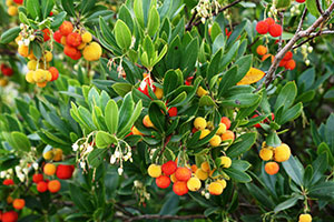 Autumn fruit, flowers, and foliage of Strawberry Tree