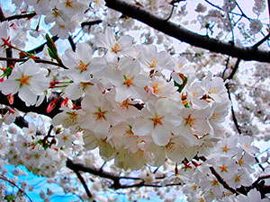 Flowers of Yoshino Cherry