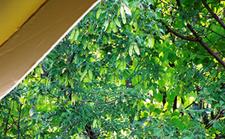 Intimate view into canopy of Paperbark Maple creates year-round interest, as well as visual screen