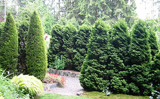 Linear rows of vertical conifers at Heronswood, a botanical garden in Kingston, WA, provide effective screening as well as bold design elements