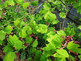Vine Maple, often seen growing below immense native conifers, thrives in deep shade 