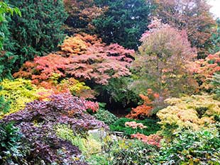 Autumn in the UWBG Woodland Garden.