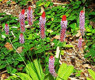 What plant is this? Easily readable plant tags at UWBG tell you it’s Chinese native Primula vialli.