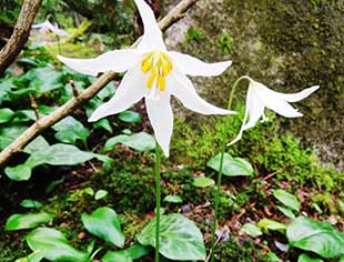 Restored woodlands at BBG features treasures large and small, including this Oregon fawn lily.