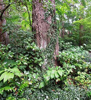 The Miller Garden’s upper woodland combines the familiar (Douglas Fir) with exotic treasures.