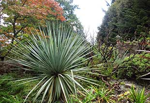 A sophisticated blend of form, color, texture, and scale on the dry bank of the Miller Garden.