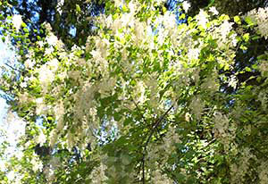 The lilac-like creamy white flowers of Ocean Spray (Holodiscus discolor) are lovely along the trail, and in your border.