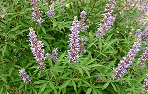 Summer-flowering Chaste tree (Vitex agnus-castus) has fine, aromatic foliage.