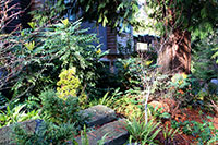 Woodland garden under the cedars