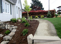 A Gingko will provide screening to oncoming headlights while a new path provides access to the corner lot’s sidewalk.