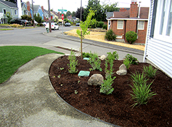 The view from the front stoop, part one: grasses, blueberries, yews, and Gingko.