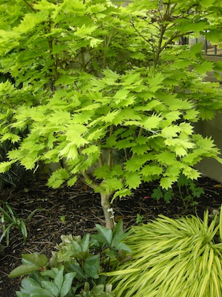 Acer s. 'Auerea' lights up stairway corner
