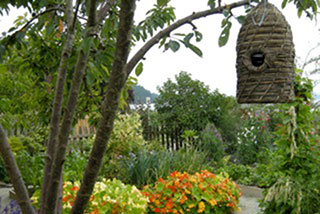 Vegetable garden at its prime