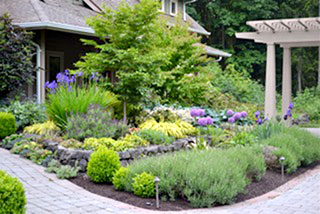 Globemaster Alliums with Hakonechloas & Iris