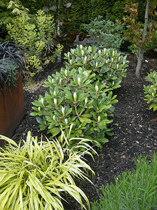 Lush plantings to surround patio