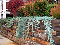 Juniperus horizontalis 'Wiltonii' trailing over Montana Rustic retaining wall