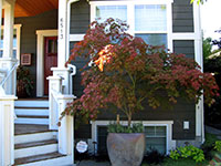 Acer palmatum 'Oshu shidare' completes a welcoming entry