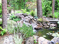 The owner’s new koi pond with two of Vanessa's koi before she demolished her garden’s koi pond